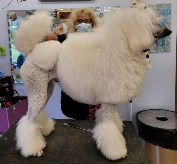 chien