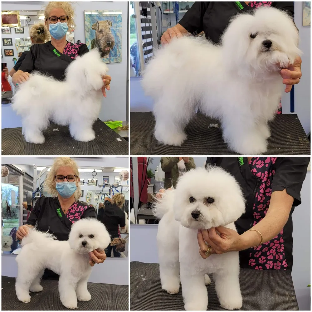 toilettage-chien