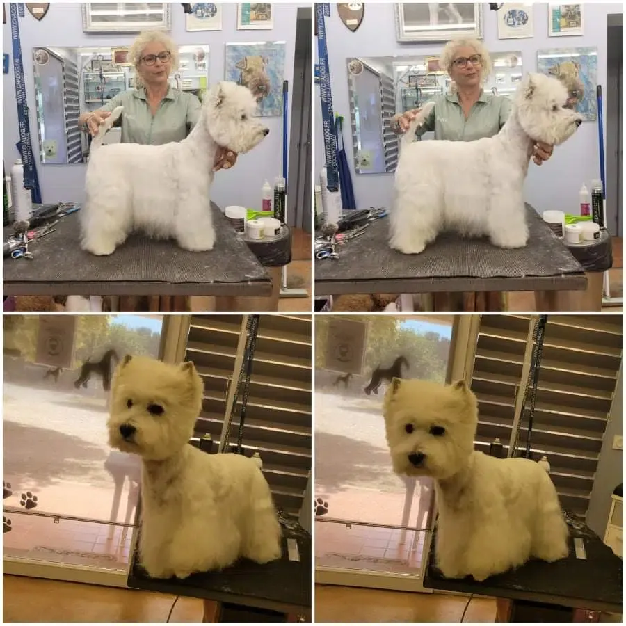 toilettage-chien